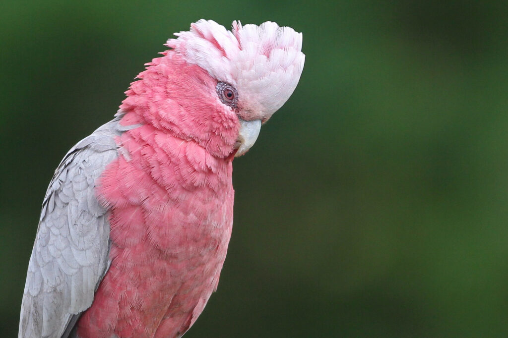 Galah Print by Tyson Thorpe Photography