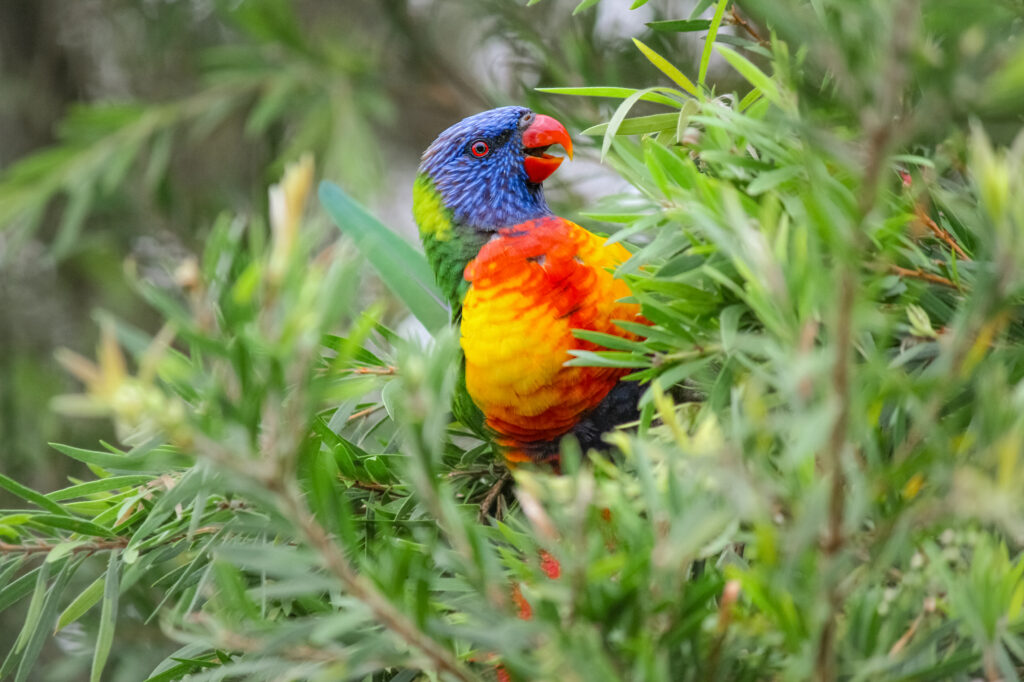 Rainbow lorikeet by Tyson Thorpe Photography