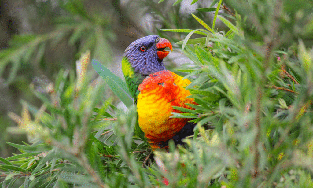 Rainbow lorikeet from Tyson Thorpe Photography