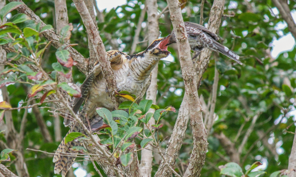 Koel being fed photo - Tyson Thorpe Photography