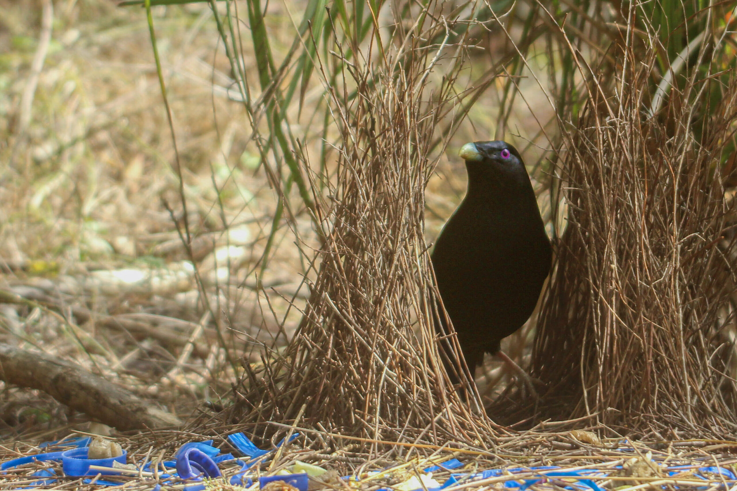 Satin bowerbird by Tyson Thorpe Photography